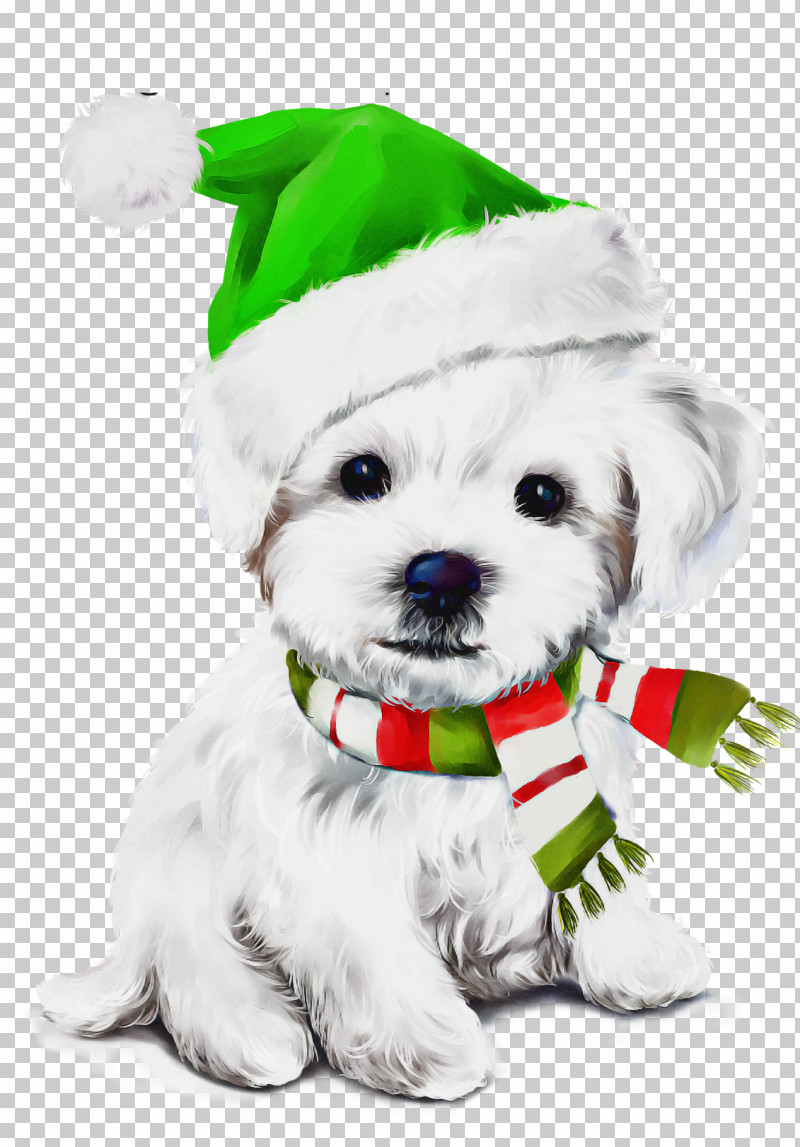 Dog Maltese Puppy Shih Tzu Bichon PNG, Clipart, Bichon, Christmas, Dog, Lhasa Apso, Maltese Free PNG Download
