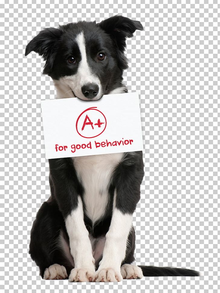 Border Collie Pet Sitting Puppy German Shepherd Cat PNG, Clipart, Animals, Border Collie, Cat, Cat The Dog, Collie Free PNG Download