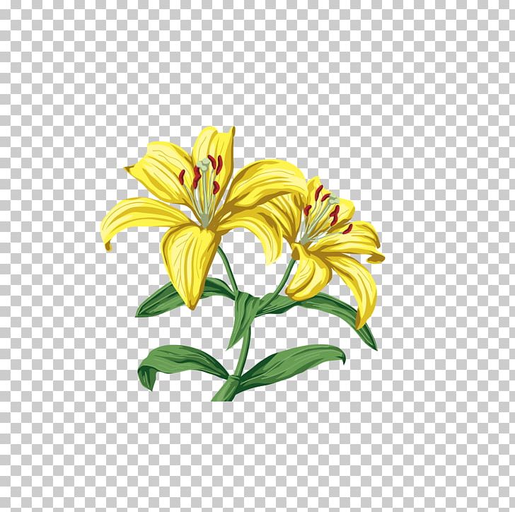 Lilium PNG, Clipart, Cut Flowers, Daylily, Download, Encapsulated Postscript, Flower Free PNG Download
