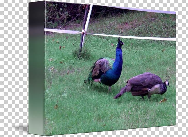Pavo Fauna Feather Beak PNG, Clipart, Beak, Bird, Blue Peacock, Fauna, Feather Free PNG Download