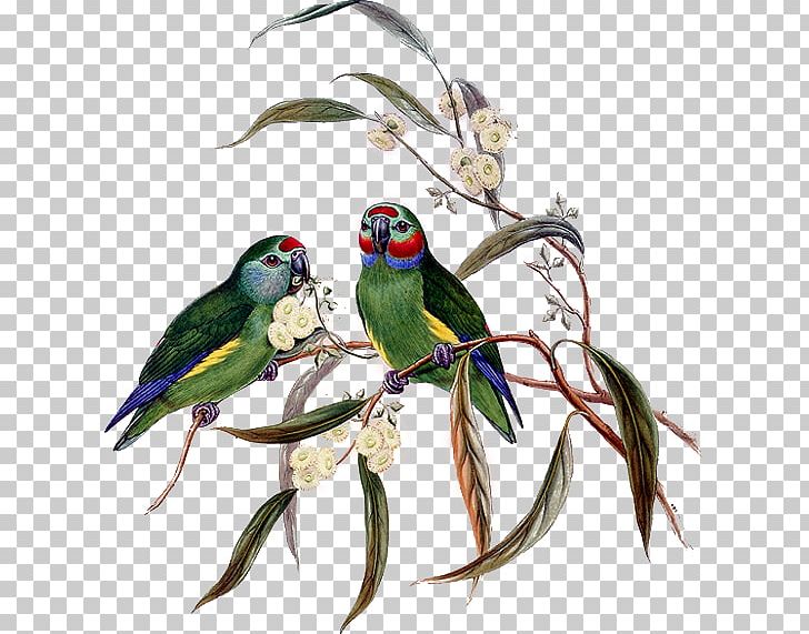 The Birds Of Australia Parrot Parakeet Birds Of New Guinea PNG, Clipart, Animal, Animals, Beak, Bird, Birdofparadise Free PNG Download