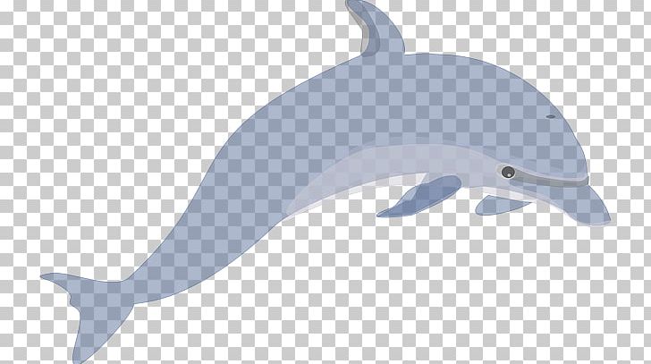 Common Bottlenose Dolphin Tucuxi Short-beaked Common Dolphin Rough-toothed Dolphin Porpoise PNG, Clipart, Cetacea, Download, Fauna, Fin, Mammal Free PNG Download