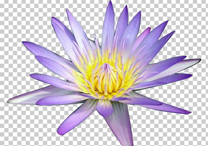 Nelumbo Nucifera Yellow Lotus Lotus Seed Lotus Effect PNG, Clipart, Animaatio, Aquatic Plant, Aquatic Plants, Aster, Flora Free PNG Download