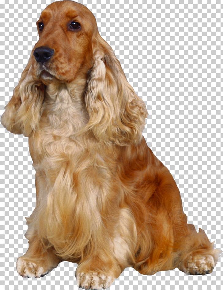 Dogs PNG, Clipart, Dogs Free PNG Download