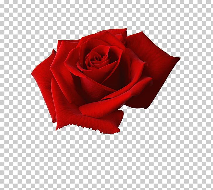 Rose Flower PNG, Clipart, Desktop Wallpaper, Download, Flower, Flower Bouquet, Flowering Plant Free PNG Download