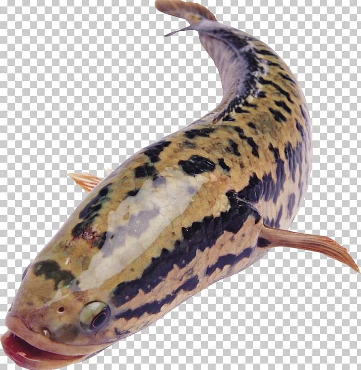 Weishan County PNG, Clipart, Animals, Bait, Fish, Fishing, Fishing Bait Free PNG Download