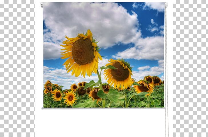 Common Sunflower Stock Photography PNG, Clipart, Agriculture, Book, Common Sunflower, Daisy Family, Field Free PNG Download