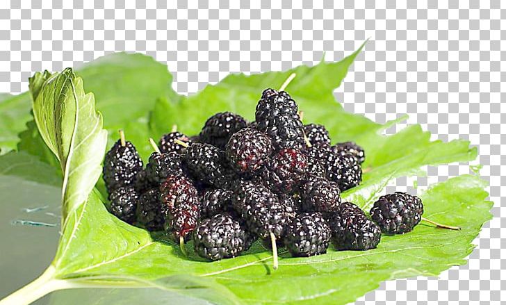 Frutti Di Bosco Black Mulberry Fruit Seed Food PNG, Clipart, Berry, Blackberry, Black Mulberry, Blueberry, Boysen Free PNG Download