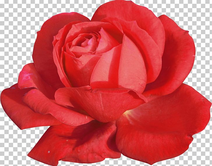 Rosa Chinensis Centifolia Roses Garden Roses Flower PNG, Clipart, Author, Centifolia Roses, China Rose, Cut Flowers, Floribunda Free PNG Download