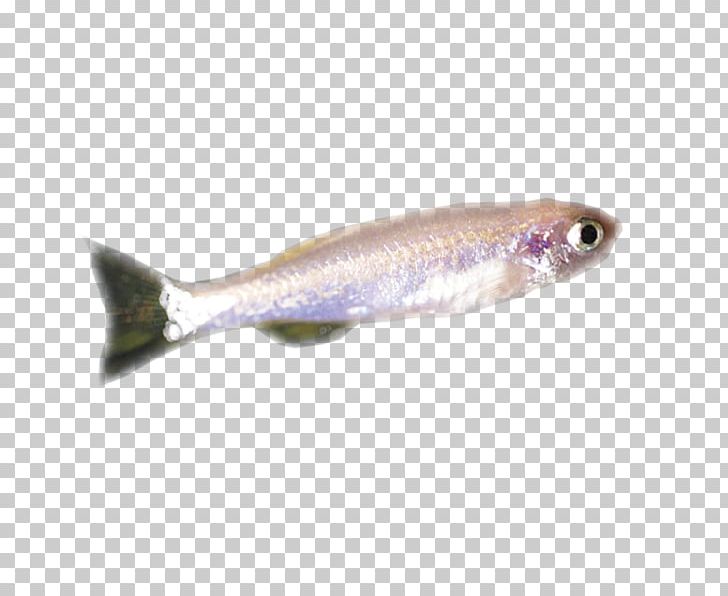 Sardine Fish Products Capelin Spoon Lure Oily Fish PNG, Clipart, Anchovy, Bony Fish, Capelin, Cod, Fauna Free PNG Download