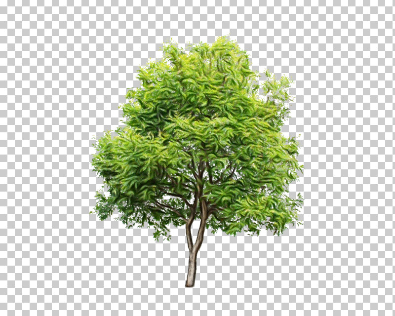 Tree Royalty-free Shrub Forest PNG, Clipart, Forest, Paint, Plants, Royaltyfree, Shrub Free PNG Download