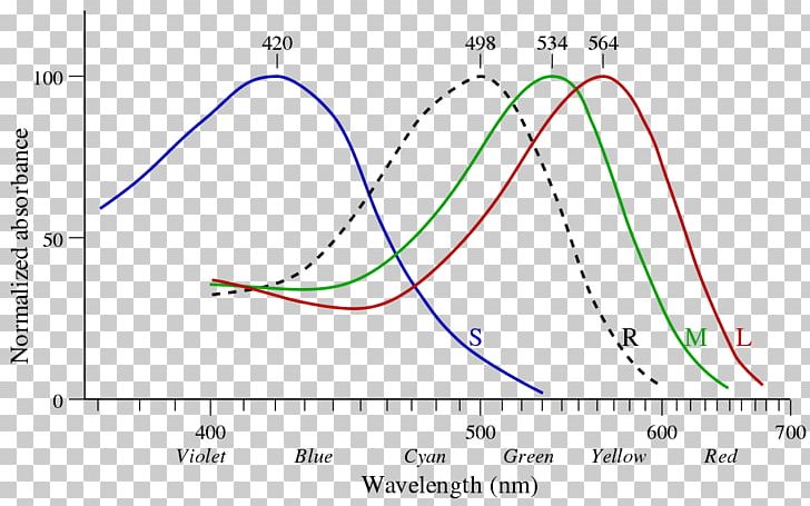 Light Rhodopsin Cone Cell Photoreceptor Cell Photopsin PNG, Clipart, Absorption, Absorption Spectroscopy, Angle, Area, Circle Free PNG Download