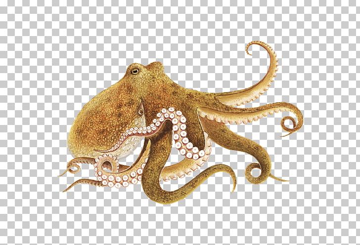 Enteroctopus Dofleini Squid PNG, Clipart, Animal, Blueringed Octopus, Cephalopod, Cephalopod Intelligence, Clip Art Free PNG Download