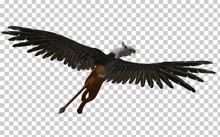 Flight Fixed-wing Aircraft Airplane Griffin PNG, Clipart, Accipitriformes, Airplane, Beak, Bird, Bird Of Prey Free PNG Download