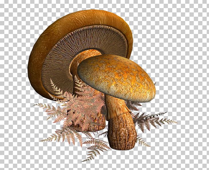 How To Grow Mushrooms PNG, Clipart, Agaricaceae, Agaricomycetes, Agaricus, Champignon, Champignon Mushroom Free PNG Download