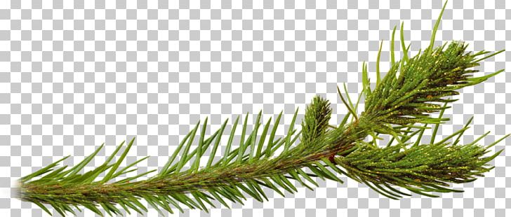 Pine Spruce Larch Plant PNG, Clipart, Branch, Cartoon, Conifer, Creative, Fir Free PNG Download
