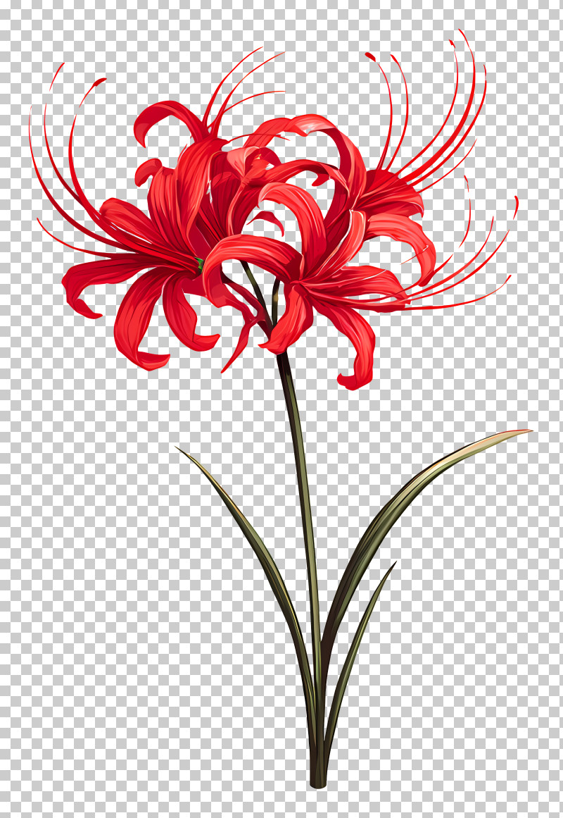 Spider Lily - Beautiful Red Flowers With Green Leaves PNG