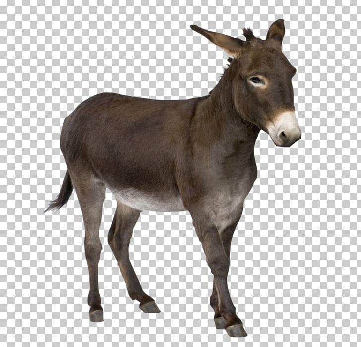Donkey Mule PNG, Clipart, Animal, Animals, Ass, Farm Animals, Farme Free PNG Download