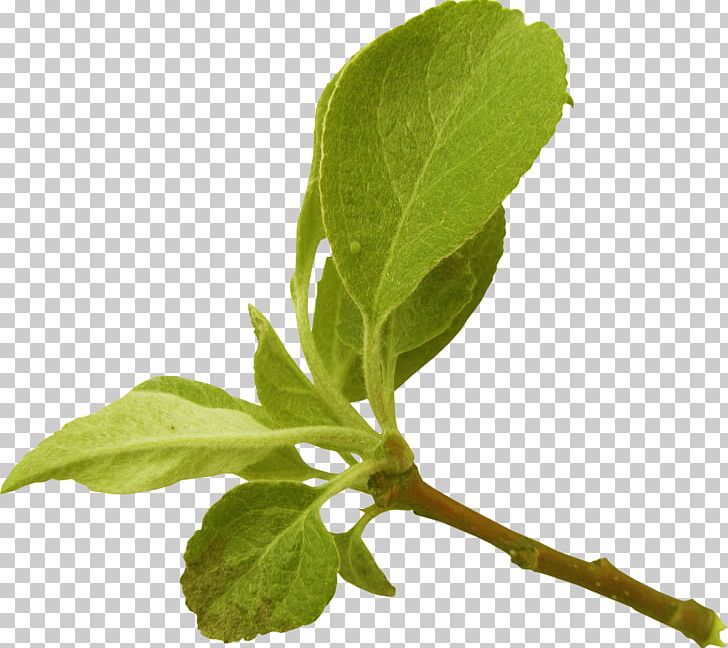 Leaf Branch Tree Plant Stem Apples PNG, Clipart, Apples, Artificial Flower, Branch, Flower, Fruit Crops Free PNG Download