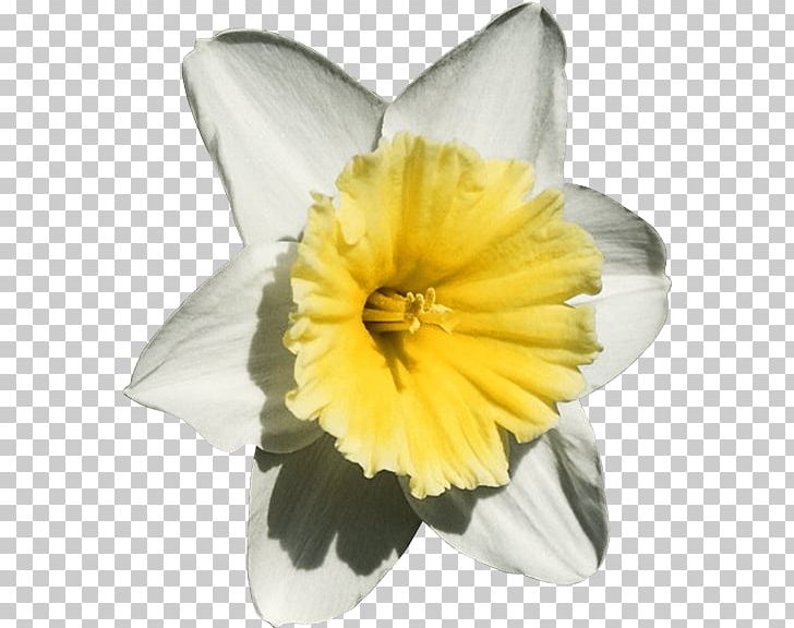The Daffodil Principle Flowers & Trees PNG, Clipart, Amaryllis Family, Author, Flower, Flowering Plant, Flowers Trees Free PNG Download
