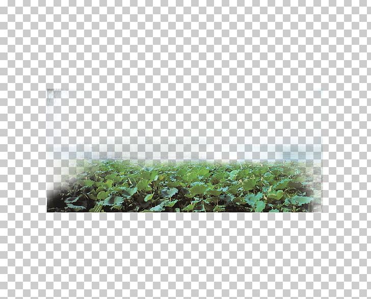 Daming Lake Rectangle PNG, Clipart, Daming Lake, Grass, Grass Family, Green, Landscape Free PNG Download