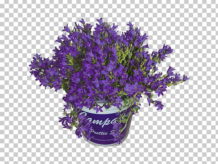 English Lavender Bellflowers Cut Flowers Bellflower Family Flowerpot PNG, Clipart, Amyotrophic Lateral Sclerosis, Bellflower Family, Bellflowers, Campanula, Color Free PNG Download