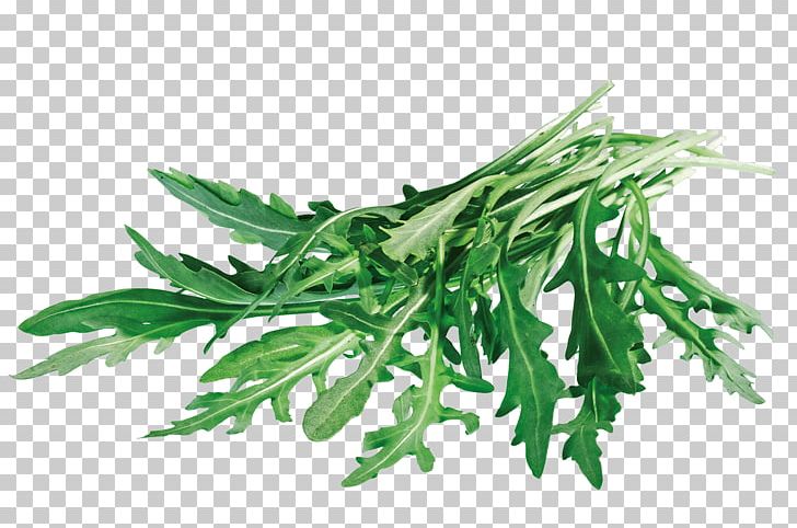 Leaf Vegetable Arugula Denn's Biomarkt Speyer PNG, Clipart,  Free PNG Download