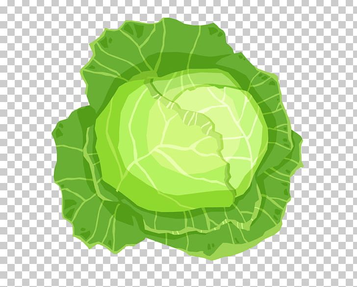 Leaf Vegetable Cabbage PNG, Clipart, Banana Leaves, Cabbage Vector, Circle, Computer Wallpaper, Dow Free PNG Download