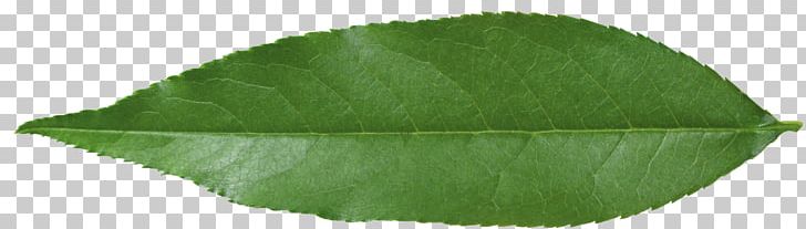 Plant Leaf PNG, Clipart, Food Drinks, Green Leaves, Leaf, Nature, Plant Free PNG Download