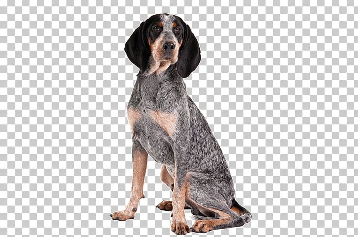 Bluetick Coonhound Treeing Walker Coonhound American English Coonhound Black And Tan Coonhound Redbone Coonhound Png Clipart