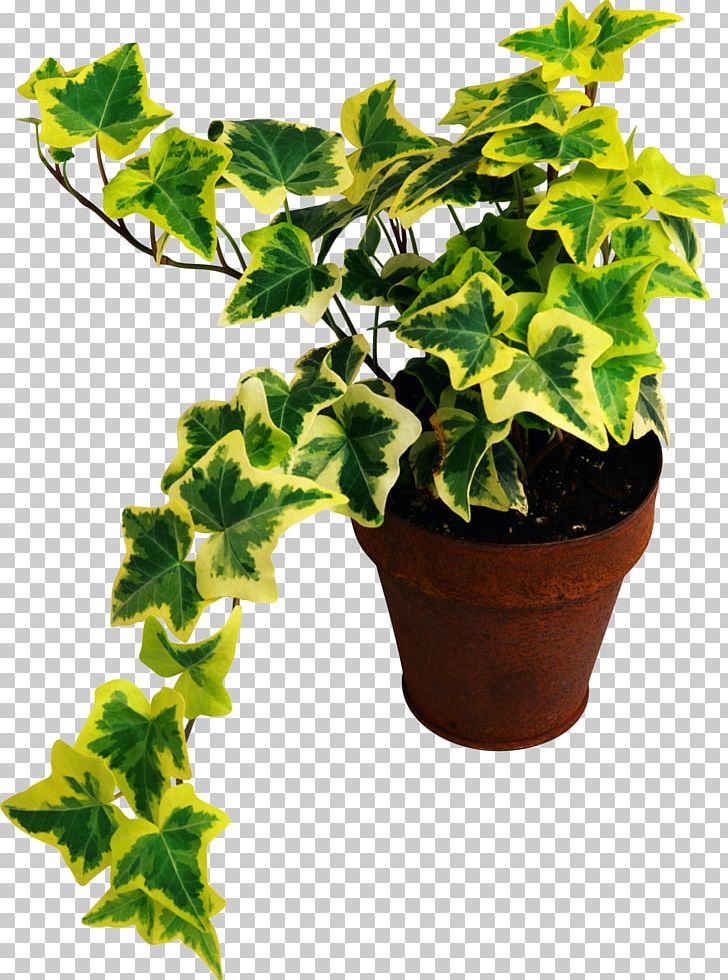 Houseplant Common Fig Ампельные растения PNG, Clipart, Common Fig, Flowerpot, Food Drinks, Green, Herb Free PNG Download