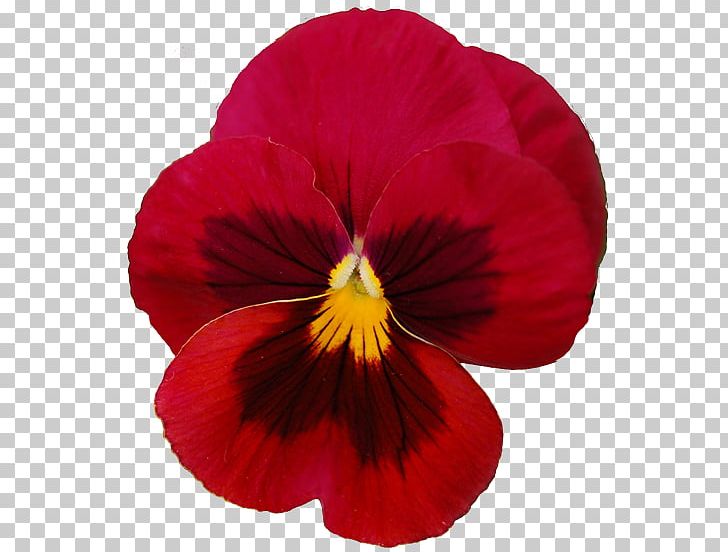 Pansy Violet Flower Red PNG, Clipart, Annual Plant, Blue, Clip Art, Color, Flower Free PNG Download