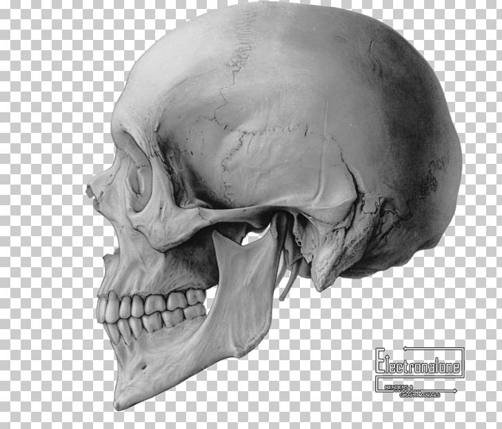 Skull Drawing Bone PNG, Clipart, Anatomy, Art, Black And White, Bone, Crane Free PNG Download