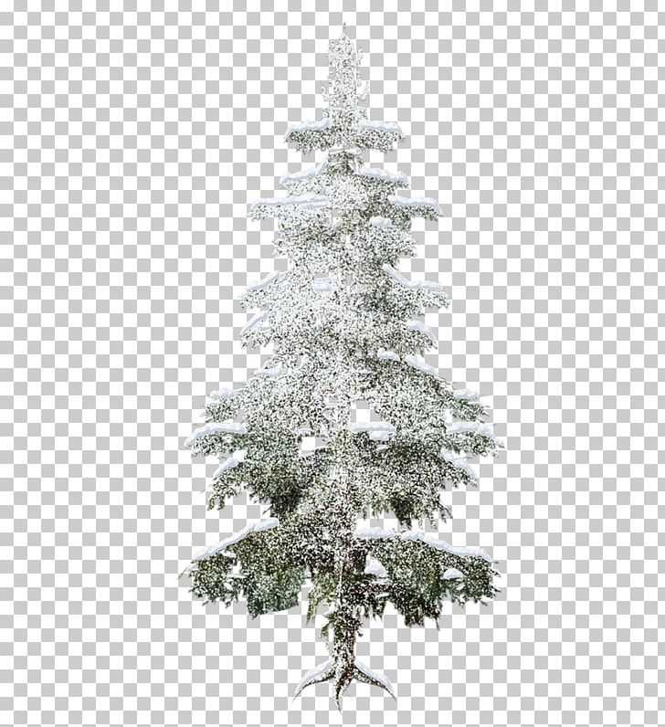 Spruce Forest Christmas Tree Fir PNG, Clipart, Agac, Agac Resimleri, Branch, Christmas Decoration, Christmas Ornament Free PNG Download