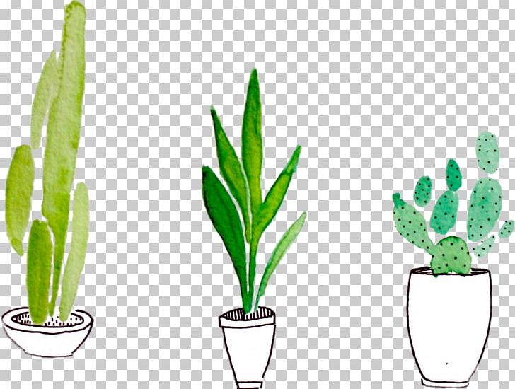 Watercolor Painting Drawing Plant PNG, Clipart, Art, Botanical Illustration, Cactaceae, Cactus, Color Free PNG Download
