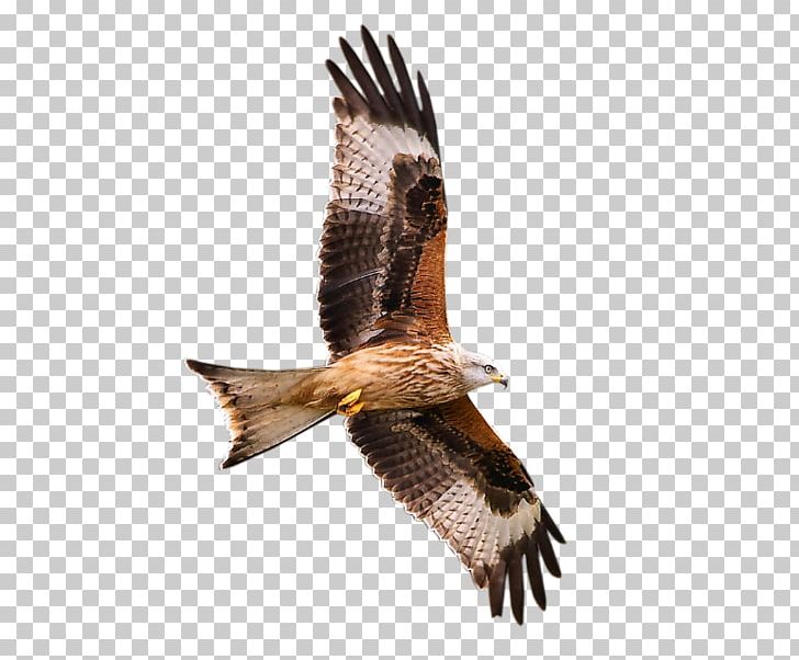 Bird Of Prey Falcon PNG, Clipart, Accipitriformes, Animal, Animals, Beak, Bird Free PNG Download