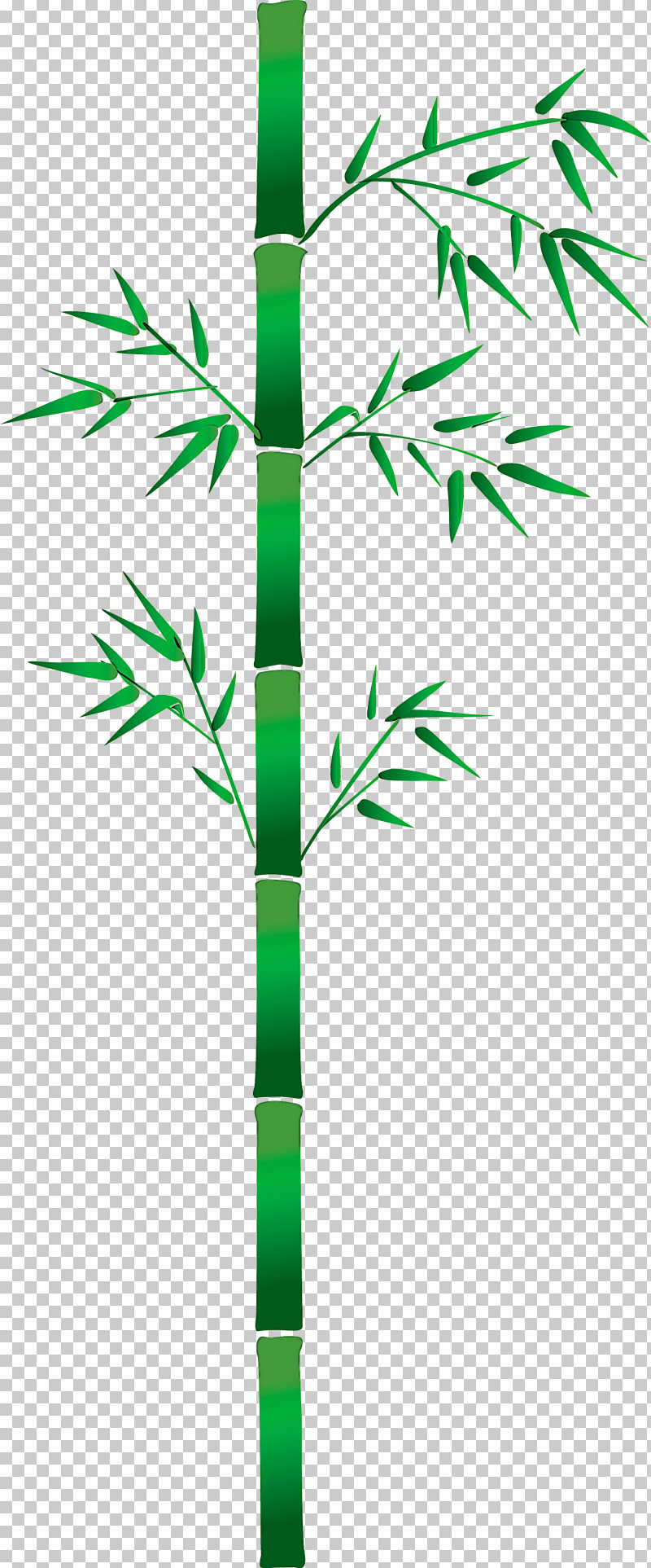 Bamboo Leaf PNG, Clipart, Bamboo, Green, Leaf, Line, Plant Free PNG Download