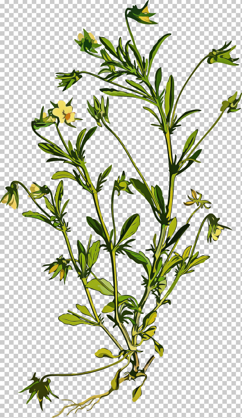 Flower Plant Subshrub Herb Plant Stem PNG, Clipart, Cleavers, Flower, Herb, Herbaceous Plant, Herbal Free PNG Download