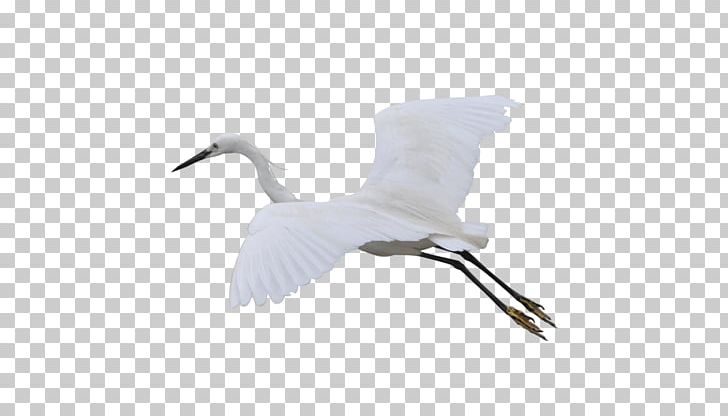 Crane Bird Goose Duck Cygnini PNG, Clipart, Anatidae, Animal, Beak, Bird, Crane Free PNG Download