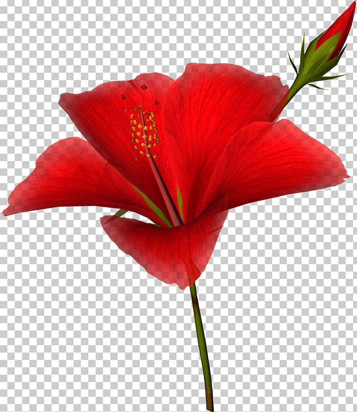 Flower Animation PNG, Clipart, Animation, Art, Closeup, Coquelicot, Cut Flowers Free PNG Download