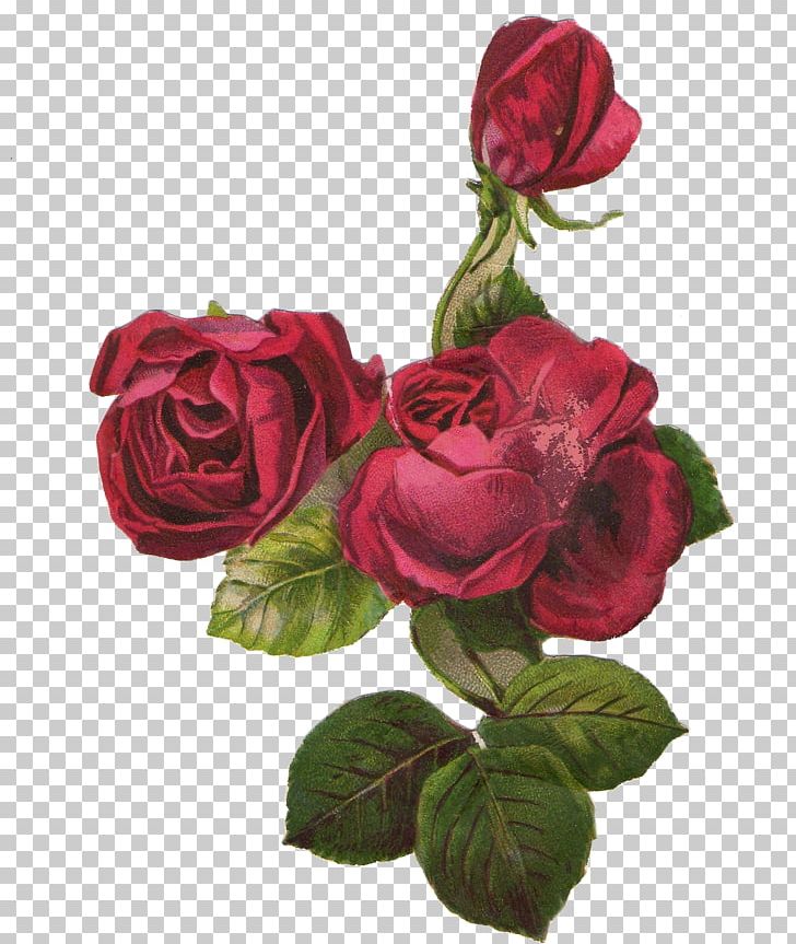 Garden Roses Centifolia Roses Flower PNG, Clipart, Artificial Flower, Centifolia Roses, Cut Flowers, Download, Drawing Free PNG Download