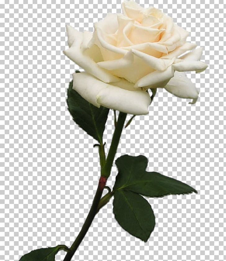 Garden Roses Rosa × Alba PNG, Clipart, Beyaz, China Rose, Color, Digital Image, Floribunda Free PNG Download