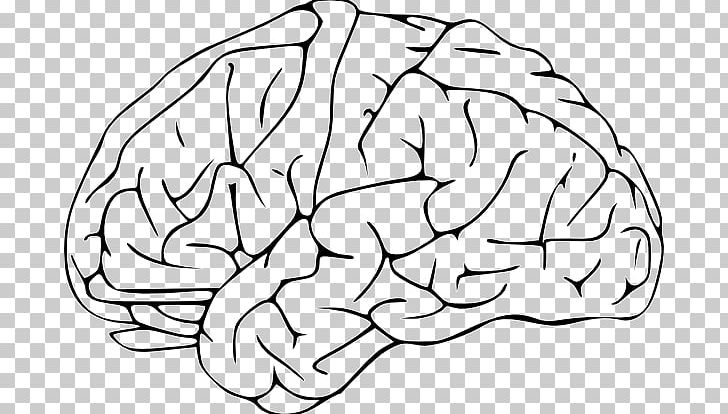 Outline Of The Human Brain PNG, Clipart, Area, Black And White, Brain, Brainstem, Cerebellum Free PNG Download