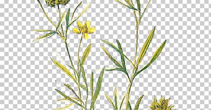 Wildflower Lithography PNG, Clipart, Commodity, Drawing, Flora, Flower, Flowering Plant Free PNG Download