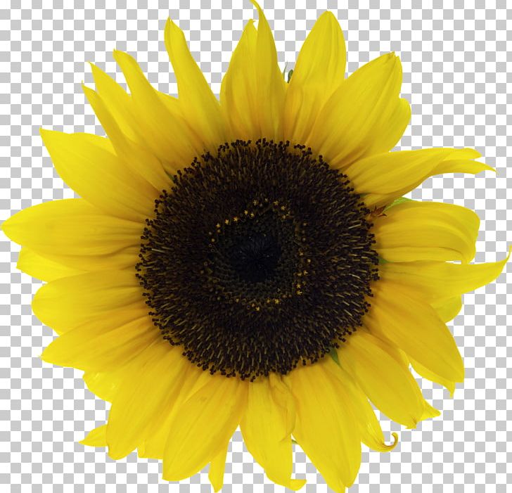 Common Sunflower Stock Photography Sunflower Seed PNG, Clipart, Asterales, Black And White, Clip Art, Closeup, Common Sunflower Free PNG Download