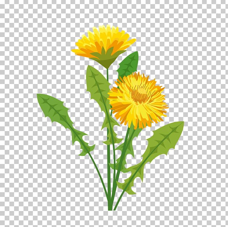 Cut Flowers May Sainte-Adresse Sunflowers Annual Plant PNG, Clipart, 2018, Annual Plant, Calendula, Calendula Officinalis, City Free PNG Download
