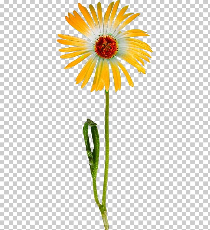 Flower Transvaal Daisy PNG, Clipart, Chrysanths, Common Sunflower, Cut Flowers, Daisy, Daisy Family Free PNG Download