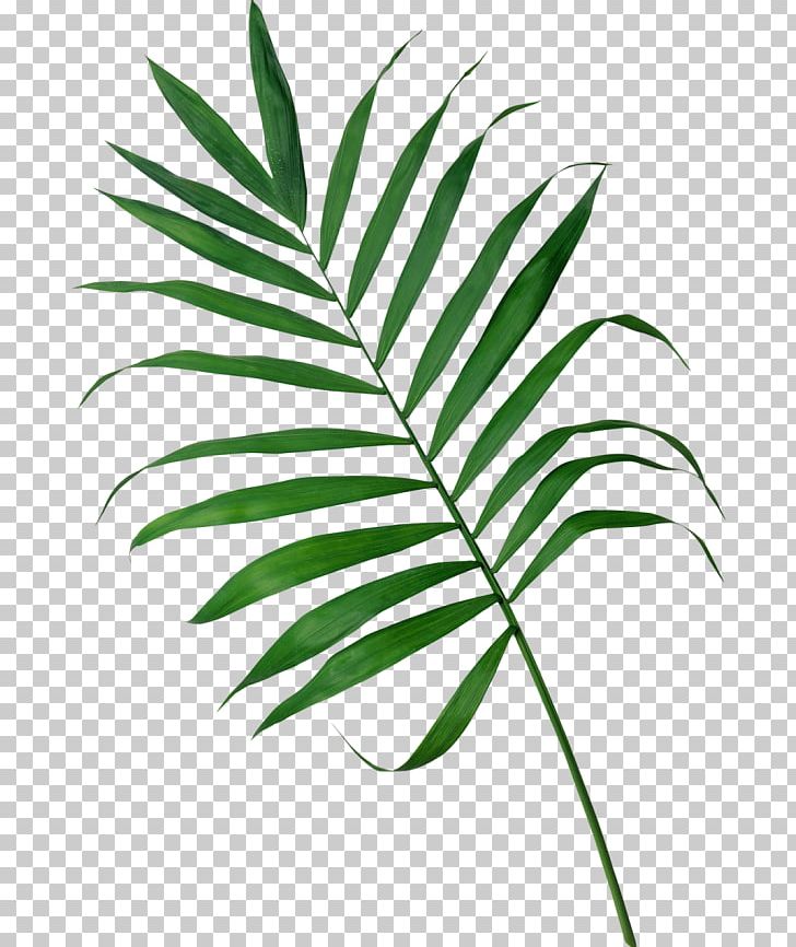 palm branch clip art black and white