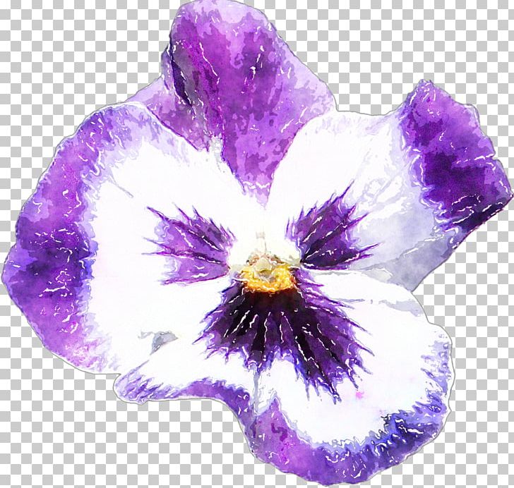 Moth Orchids Plant Flower PNG, Clipart, Designer, Flower, Flowering Plant, Iris, Iris Family Free PNG Download