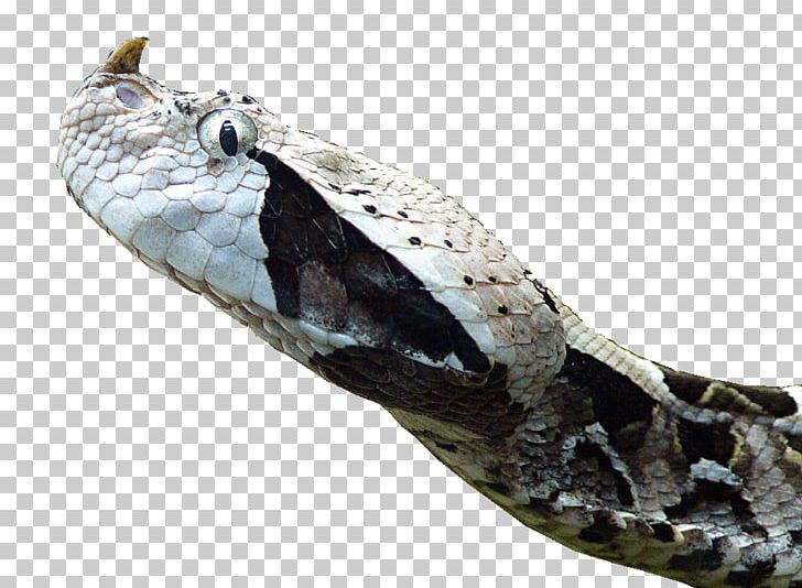 T-shirt Snake West African Gaboon Viper Bitis Nasicornis PNG, Clipart, Animal, Bitis, Bitis Nasicornis, Black Mamba, Boa Constrictor Free PNG Download